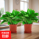 綠蘿盆栽室內客廳綠植花卉 家用凈化空氣綠籮植物吸除甲醛吊蘭 高20CM【原盆+托盤(pán)】10盆+5肥