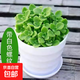 碰碰香一抹香辦公室醒目防蚊植物凈化空氣室內外綠植桌面四季盆栽 碰碰香1盆【原土帶白塑紋色盆】