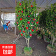 正宗耐冬茶花樹(shù)苗耐熱茶花地栽南北方種風(fēng)景樹(shù)四季不落葉茶花大樹(shù) 耐冬茶花 5cm粗【精品樹(shù)形優(yōu)美】1.8米左右
