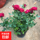 鉆石玫瑰花迷你月季花苗四季開(kāi)花盆栽老樁花好養陽(yáng)臺室內客廳花卉 鉆石玫瑰 紅色 原盆栽好