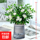 九里香盆栽濃香水培植物四季好養樹(shù)苗室內好養花卉驅蚊竹柏綠植 九里香原裝+輕奢煙灰自吸盆 送肥料