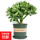 邇英閣大葉玉樹(shù)老樁盆栽多肉植物燕子掌室內防輻射四季好養綠植凈 玉樹(shù)8-9年苗一顆【良心大苗】 原土（不含盆）15-25CM不等