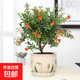 石榴花盆栽果樹(shù)苗帶果觀(guān)賞可食用室內陽(yáng)臺四季開(kāi)綠植盆景花卉旺宅 郁金香盆+石榴花30-40cm高 含盆