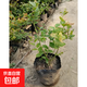 藍莓樹(shù)苗盆栽帶果當年結果南北方種植兔眼特大陽(yáng)臺果樹(shù)苗當年結果 3年苗原盆土3-5分支約30cm高