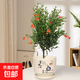 石榴花盆栽果樹(shù)苗帶果觀(guān)賞可食用室內陽(yáng)臺四季開(kāi)綠植盆景花卉旺宅 吉祥如意陶瓷+石榴花30-40cm高 含盆