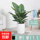 綠巨人室內盆栽 大葉植物 大型客廳陽(yáng)臺凈空氣除甲醛易養活綠植 綠巨人高70-80CM含白圓瓷盆 含盆
