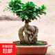 金錢(qián)榕樹(shù)盆景室內外大型綠植盆栽老樁S型小葉人參榕包成活常青 中人參榕20-25厘米含方塑料盆一盆 不含盆