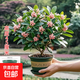 金邊瑞香盆栽濃香型帶花苞室內客廳陽(yáng)臺耐寒老樁大苗好養花卉植物 金邊瑞香8年苗高度40-50cm（加侖盆）+肥料