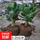 邇英閣大葉玉樹(shù)老樁盆栽多肉植物燕子掌室內防輻射四季好養綠植凈 玉樹(shù)6年苗兩棵【精品力推】 原土（不含盆）15-25CM不等