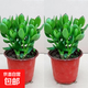 邇英閣大葉玉樹(shù)老樁盆栽多肉植物燕子掌室內防輻射四季好養綠植凈 玉樹(shù)3年苗兩棵【好養】 原土（不含盆）15-25CM不等
