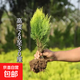 灑金柏扁柏側柏盆栽盆景庭院陽(yáng)臺室內外種植易活好養花卉四季常青 黃金柏1顆高度20-30cm【不含盆 帶土球發(fā)貨】