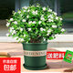茉莉花盆栽帶花苞室內客廳水培梔子花苗陽(yáng)臺四季濃香驅蚊花卉植物 【花期帶花】精品茉莉6年苗11-15棵（加侖盆）