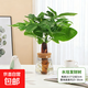 水培植物綠植盆栽好養易活凈化空氣辦公桌面室內花卉綠蘿金鉆白掌 發(fā)財樹(shù)+【含火山玻璃瓶】+送液