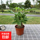 發(fā)財樹(shù)盆栽大植物室內辦公室桌面客廳小盆景招財樹(shù)苗綠植花卉盆栽 中單桿發(fā)財樹(shù) 8-10cm【原盆】 【送肥料】