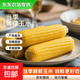 【東東農場(chǎng)專(zhuān)供】新鮮甜糯玉米黃白黑糯玉米真空玉米軟糯代餐早餐 黃糯玉米180g-220g 10根裝