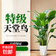 天堂鳥(niǎo)盆栽客廳室內大型綠植辦公室居家植物新房吸除甲醛好養 天堂鳥(niǎo)60-70厘米（白色鉆石盆）3顆