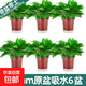 綠蘿盆栽室內客廳綠植花卉 家用凈化空氣綠籮植物吸除甲醛吊蘭 高20CM【原盆吸水】+6盆+5肥