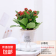 水培植物綠植盆栽室內客廳辦公室桌面小盆景花卉綠蘿發(fā)財樹(shù)好養活 【重瓣長(cháng)壽花】+簡(jiǎn)歐透明吸水盆