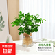 水培植物綠植盆栽好養易活凈化空氣辦公桌面室內花卉綠蘿金鉆白掌 九里香+【含火山玻璃瓶】+送液