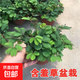 幼兒園植物小盆栽含羞草盆栽室內趣味花卉四季害羞草陽(yáng)臺植物學(xué)校 10cm左右高含羞草【原土原盆】+肥料 含盆