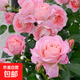 果汁陽(yáng)臺月季花苗四季開(kāi)花卉盆栽綠植物室內花易活玫瑰帶花苞庭院 海神王【大花濃香，月月開(kāi)分枝多】 【帶花苞】【盆口徑15cm】原盆冠25高35