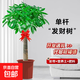 發(fā)財樹(shù)客廳大型盆栽辦公室綠植五辮子喬遷開(kāi)業(yè)送禮大號植物盆景 獨桿款1.0-1.1米發(fā)財樹(shù)【原盆】 含盆
