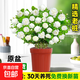 茉莉花盆栽帶花苞室內客廳水培梔子花苗陽(yáng)臺四季濃香驅蚊花卉植物 【精品老樁】濃香虎頭茉莉【原盆帶花】