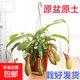 豬籠草盆栽植物花卉室內驅蚊草綠植陽(yáng)臺捕蟲(chóng)草食蟲(chóng)草吊蘭好養活 豬籠草大盆約6-10個(gè)大籠子