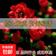耐寒紅梅花樹(shù)苗地栽庭院濃香型四季花卉植物骨里紅梅臘梅綠梅室外 傲雪紅梅樹(shù)苗【帶土球發(fā)貨】 3公分粗1.4米高度【帶分叉】