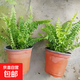 波士頓蕨耐陰水培綠植霸王蕨盆栽大盆長(cháng)藤葉垂吊腎蕨客廳室內雨林 波斯頓蕨20-30cm高原盆土2盆