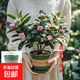 金邊瑞香盆栽濃香型帶花苞室內客廳陽(yáng)臺耐寒老樁大苗好養花卉植物 金邊瑞香6年苗高度30-40cm（加侖盆）+肥料