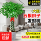 發(fā)財樹(shù)客廳大型盆栽辦公室綠植五辮子喬遷開(kāi)業(yè)送禮大號植物盆景 獨桿款發(fā)財樹(shù)1.5-1.6米【原盆】 含盆