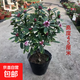 金邊瑞香盆栽濃香型帶花苞室內客廳陽(yáng)臺耐寒老樁大苗好養花卉植物 金邊瑞香8年苗高度40-50cm（不含盆）+肥料