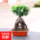 金錢(qián)榕樹(shù)盆景老樁小葉榕苗木造型盆栽人參榕室內綠植提根綠植矮莊 方盆富貴榕樹(shù)35cm左右高度
