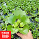 水養花卉浮萍水草葫蘆植物魚(yú)塘魚(yú)池魚(yú)缸養烏龜缸凈化水質(zhì)水芙蓉 葫蘆5株送3株（實(shí)發(fā)8株） 5-10cm直徑