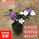 雙色茉莉花盆栽濃香型四季開(kāi)花持久變色鴛鴦番茉莉花苗綠植物花卉 （3年苗）當年開(kāi)花約25-30cm高 不含盆
