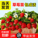 草莓苗四季奶油草莓苗種植盆栽陽(yáng)臺庭院地栽當年結果南方北方種植 混合品種草莓 福利推薦：裸根【10棵苗】