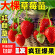 草莓苗四季奶油草莓苗種植盆栽陽(yáng)臺庭院地栽當年結果南方北方種植 紅顏草莓 【2盆裝】
