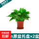 綠蘿盆栽室內客廳綠植花卉 家用凈化空氣綠籮植物吸除甲醛吊蘭 高20CM【原盆+托盤(pán)】2盆+2肥