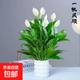 錦楓一帆風(fēng)順白掌盆栽室內綠植花卉水培植物四季易活吸除甲醛好養 白掌1盆8-10株+白色泡泡吸水塑料盆40-50高