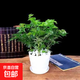 幸福樹(shù)平安樹(shù)綠植花卉小盆栽室內客廳辦公室四季常青植物凈化空氣 5A級幸福平安樹(shù)一盆多顆原盆+白色螺紋盆