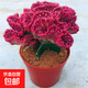 玉麒麟盆栽 室內客廳耐旱植物花卉多肉 紅麒麟辦公室桌面擺件 紅麒麟18-20cm原盆