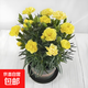 康乃馨盆栽花苗重瓣帶花苞四季開(kāi)花室內陽(yáng)臺花卉植物好養活多年生 黃色 帶花苞發(fā)12cm口徑盆 含盆