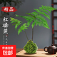 蕨類(lèi)水培植物盆栽紅磷蕨苔蘚球一葉蕨室內耐陰新中式禪意盆景綠植 精品紅磷蕨苔蘚球30-40cm【不帶盆】 送營(yíng)養液