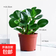 圓葉吸毒王碧玉公主豆瓣綠年宵花擺件植物桌面四季常青花凈化空氣 碧玉+塑料原盆栽好發(fā)貨