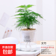 水培植物綠植盆栽室內客廳辦公室桌面小盆景花卉綠蘿發(fā)財樹(shù)好養活 【文竹】+簡(jiǎn)歐透明吸水盆