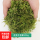 苔蘚無(wú)菌干水苔鮮活微景觀(guān)造景水陸缸假山盆栽迷你植物diy材料 干苔蘚500g