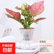水培植物綠植盆栽室內客廳辦公室桌面小盆景花卉綠蘿發(fā)財樹(shù)好養活 【吉利紅】+簡(jiǎn)歐透明吸水盆