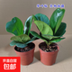 琴葉榕盆栽綠植辦公室客廳觀(guān)葉植物北歐風(fēng)室內花卉凈化空氣好養活 琴葉榕 2盆 【原土原盆】