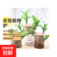 巴西木水養幸運木開(kāi)花綠植室內盆栽水培植物格魯特小樹(shù)人四季好養 高10厘米單個(gè)巴西木（不含其它）